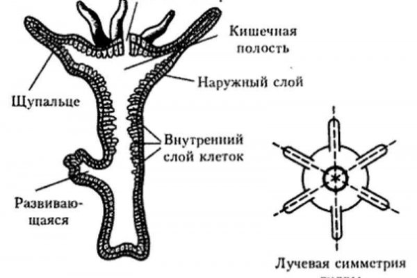 Kraken 9 at клиар ссылка